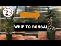 Turning a $15 Juniper whip into a bonsai | The Bonsai Supply