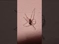 false widow spider 🕷