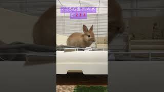 赤ちゃんうさぎ【脱走❓】7日目🐰