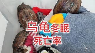 烏龜冬眠死亡率高嗎？ 選對方法營造好冬眠環境，無懼烏龜冬眠風險