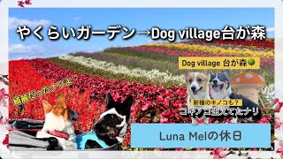 やくらいガーデンからのDog village台が森【 Luna Melの休日編】