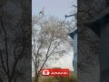 bird hunting hd short video full#MuhammadMalikSanwal#