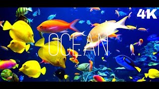 Aquarium 4K VIDEO ULTRA HD 🐠 Sea Animals With Relaxing Music   Rare & Colorful Sea Life Video #10