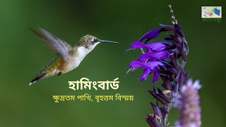 হামিংবার্ড : ক্ষুদ্রতম পাখি, বৃহত্তম বিস্ময় | The Humming Bird : Smallest Bird, Biggest Wonder