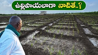 వరిని ఉల్లిపాయ లాగా నాటితే... పంట వస్తుందా..? | Ponnuswamy Organic farming | Ponnuswamy oils