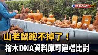 山老鼠跑不掉了！檜木DNA資料庫可建檔比對－民視新聞