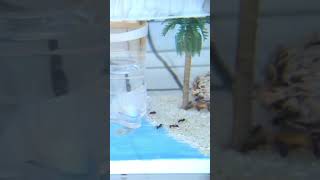 大黑巨山蟻餵食縮時影片 Time lapse video of Camponotus friedae feeding-241023 #ant #cat #ants