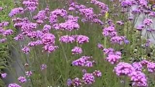 Verbena Bonariensis