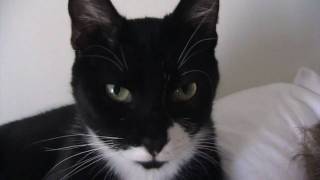 Mischief wake up call
