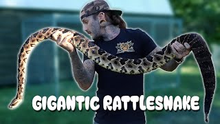 Massive Rattlesnake gets a BATH!