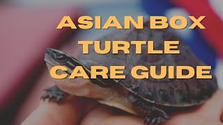 Paano Mag-alaga ng Asian Box Turtle | Tarantula Naming Contest Winner + New Giveaway