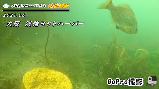 [194] The sea in Misaki Town, Osaka Prefecture, Japan. Underwater video of the fishing spot.