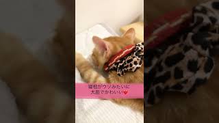 【保護猫】生後2ヶ月の子猫の寝相が大胆でかわいい #shorts