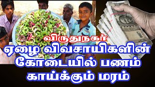 ஏழை விவசாயிகளின் கோடையில் பணம் காய்க்கும் மரம் அது என்ன மரம் தெரியுமா?