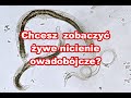 Nicienie owadobójcze - tak one wyglądają