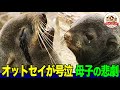 【涙】なぜ赤ちゃんは死ななければならなかったのか？キタオットセイのハーレムで起きる日常で見たのは野生の複雑さと厳しさ！【どうぶつ奇想天外／WAKUWAKU】