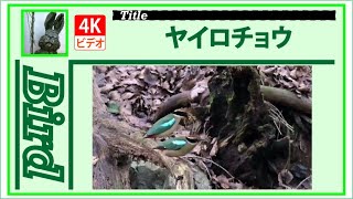 【4K】ヤイロチョウ　～巣材を運んでいる～　20230703　Bird　野鳥