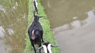 Goat Farming in Assam || Assam Local Goat Farm