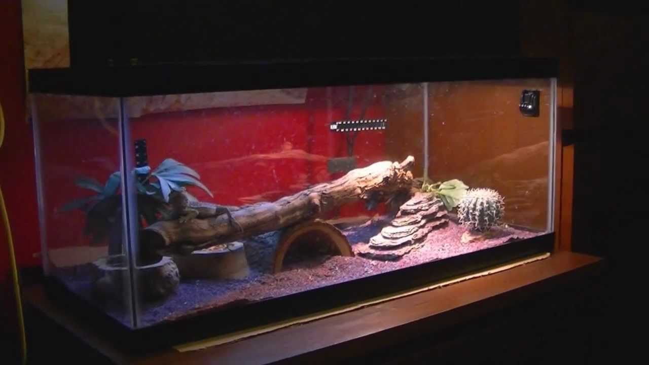 My Bearded Dragon Tank Setup (20 Gal Tank) - YouTube