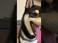 大きなあくびをする柴犬。 shorts 柴犬 黒柴 shibainu