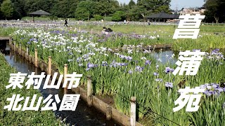 東村山市　北山公園菖蒲苑　夕暮れの菖蒲苑  Iris ensata garden Higashimurayama City Kitayama Park