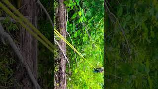 Propelling from a guard rail over a cliff #treeclimber #treeworker #treeclimbing #arborist