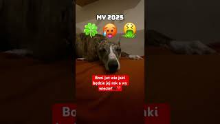 Boni już wie jaki dla niej będzie rok a wy wiecie?🐕‍🦺❤️ #2025 #Boni #pies