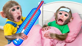 KiKi Monkey want to be Good Doctor to Take Care of Sick Brother | KUDO ANIMAL KIKI