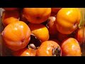 How to grow persimmon tree/ Fuyu persimmon trees and Honan Persimmons/Fuyu Persimmons