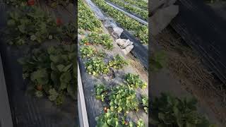 Strawberry farm punjab