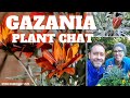 Gazania Plant Chat: Learn Gazania Care and More