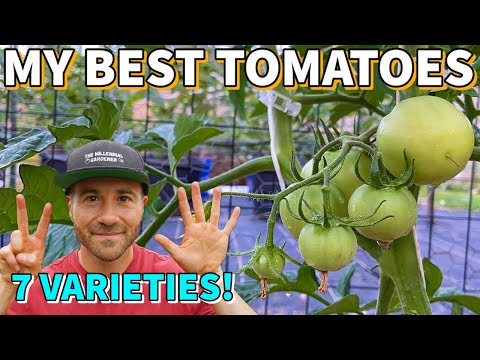 Which tomato seeds are best?