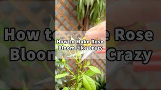 How To Make Rose Bloom Like Crazy