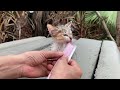 abandoned panic kitten crying from hunger and cold a kind lady adopted and cared for with love