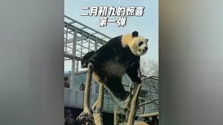 萌兰送来的礼物：一字马、墙角“越狱”、咩咩叫！#大熊猫萌兰 #萌兰 #国宝熊猫 #熊