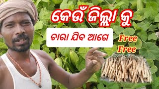 କେଉଁ ଜିଲ୍ଲା କୁ ପୁଟଳ ଚାରା ଯିବ ଆଗେ Free. Dst By Dst Putal Free Coming. #farming