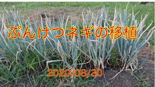 【家庭菜園】分蘖(ぶんけつ)ネギの移植 20200830