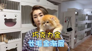 巧克力金渐层！长毛金渐层猫！