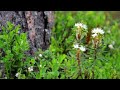 1388 marsh labrador tea rhododendron tomentosum