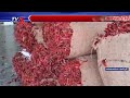 మిర్చి రైతుకు నష్టాల ఘాటు chilli farmers stare at massive losses tv5 news