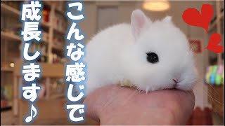 【うさぎさんはこうやって成長します】かわいい成長日記✨