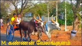 குளத்தூர் பெரிய மாடு வண்டி முதலாவதாக M. கண்ணன் வேலங்குளம்.