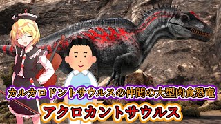 【ゆっくり解説】白亜紀の暴君…カルカロドントサウルスの仲間の大型肉食恐竜。アクロカントサウルス