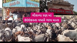 રણ મા ગૌશળા જીયા 800.કરતા વધારે ગાઈ સે વસરાજ દાદા ના મંદિરે રણ મા. સુરેન્દ્રનગર ગુજરાત