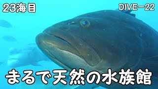 【ダイビング】初房総半島！千葉県 伊戸でダイビング！　（２３海目）