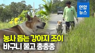 뼈다귀도 아니고…바구니 물고 농부 따라다니는 개 화제 / 연합뉴스 (Yonhapnews)