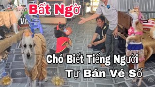 Bất ngờ những chú chó biết tiếng người còn tự đi bán vé số và biểu diễn