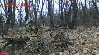 Mama Amur leopard enjoys quality time with her three playful cubs in NE China