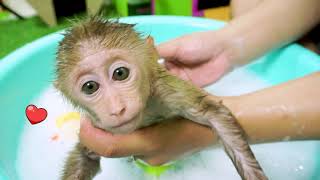 Baby Monkey BiBo Swim in the pool so funny
