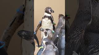 アクアワールド茨城県大洗水族館のペンギン🐧